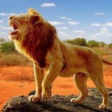 狮王狩猎生存